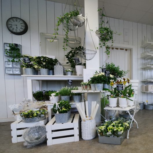 Krukväxter och arrangemang i vitt och grönt